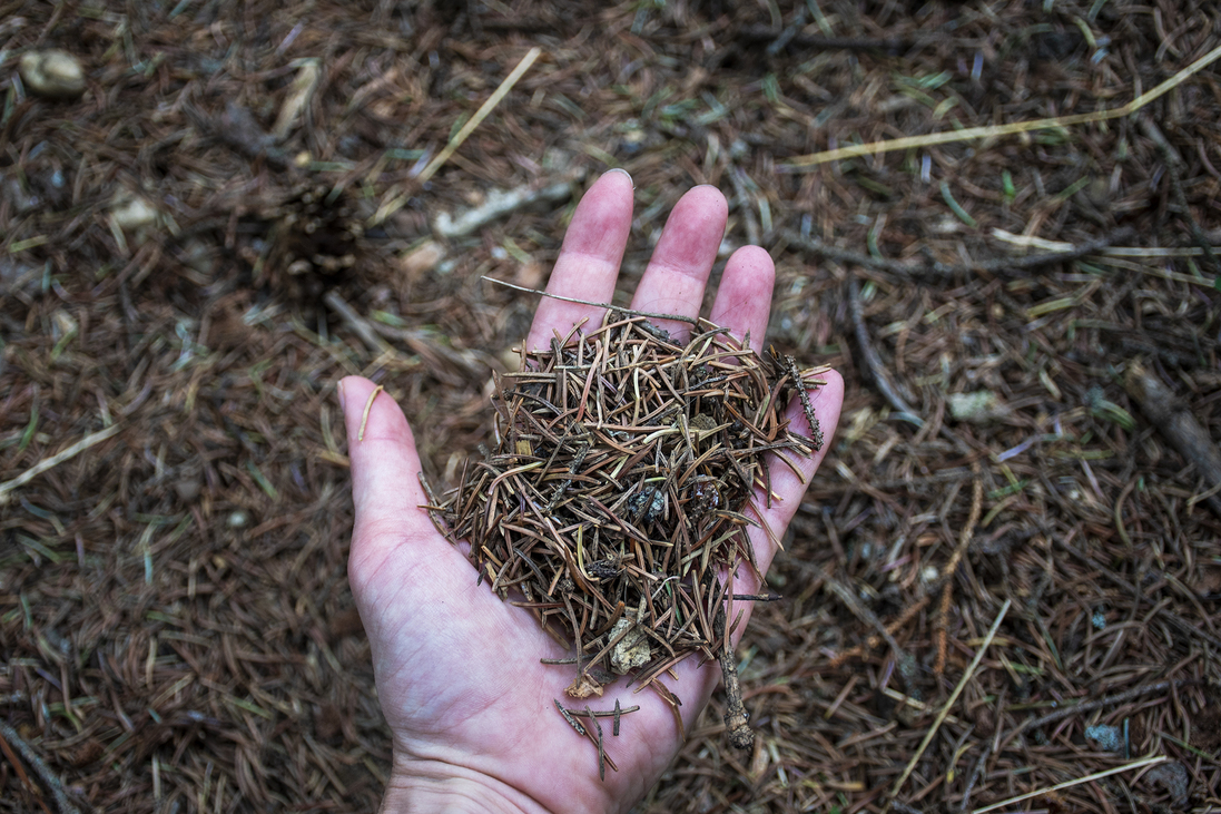 fenyő klímakatasztrófa kihalás őshonos fajok biodiverzitás