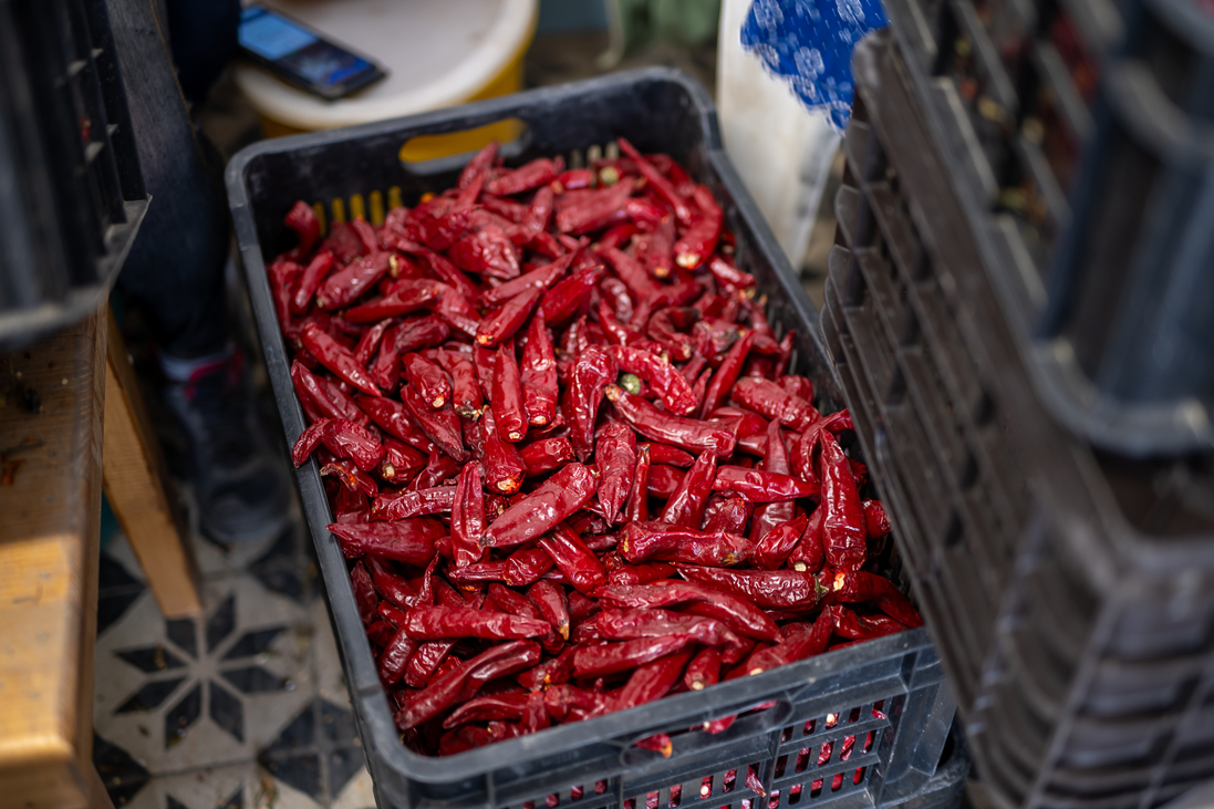 Okvátovity Dóra Fajszi Paprika Manufaktúra paprikatermesztés