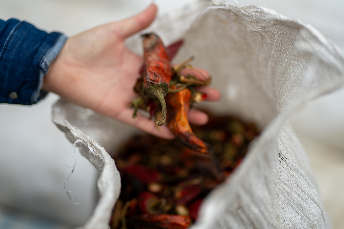 Okvátovity Dóra Fajszi Paprika Manufaktúra paprikatermesztés