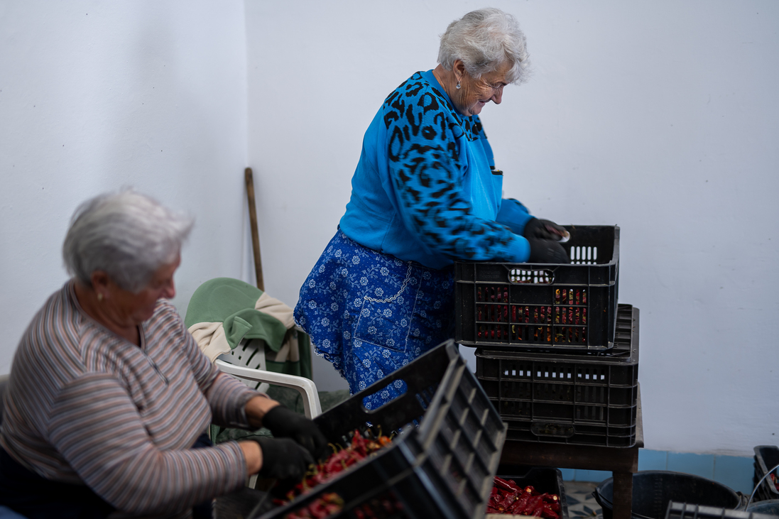 Okvátovity Dóra Fajszi Paprika Manufaktúra paprikatermesztés