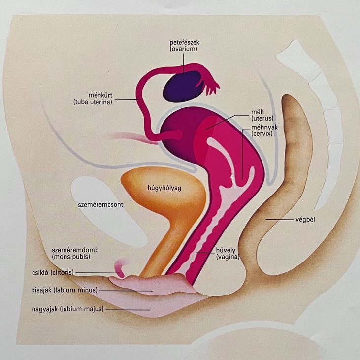 ábra a női nemi szervről, amin a csikló is jelölve van