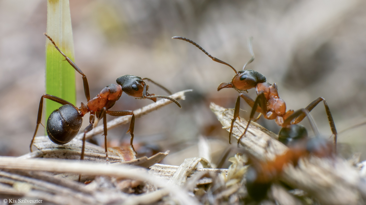 biológus Csata Enikő hangyakutató