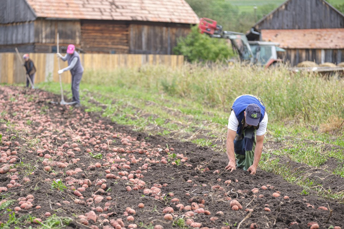 krumpli mezőgazdaság Kaláka Székelyföld pityóka