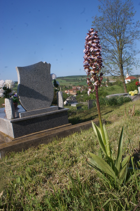 temető hagyományok élővilág biodiverzitás fejfa Molnár V. Attila